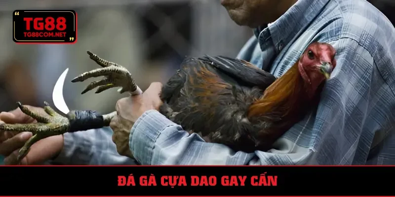 Giới thiệu về sản phẩm đá gà cựa dao đình đám