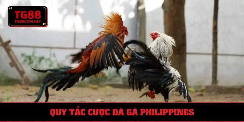 Luật cược trong chọi kê Philippines